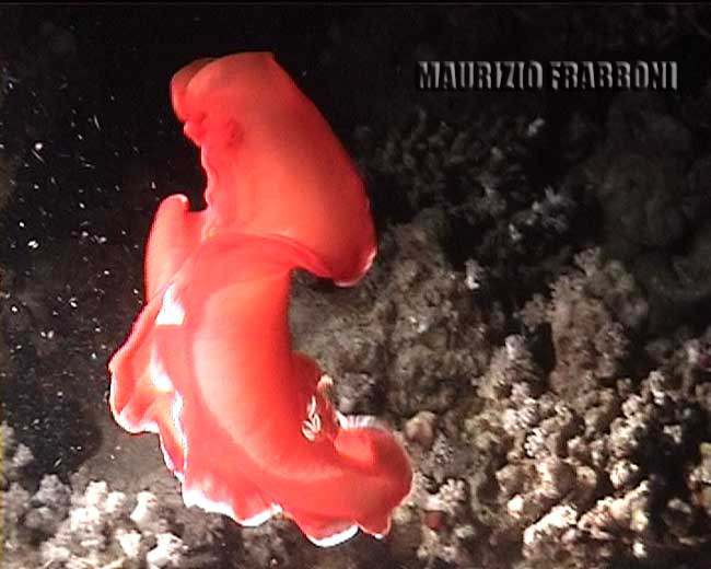  hexabranchus sanguineus.jpg - 35319 Bytes